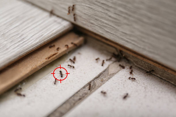 Best Best Pest Control Companies  in Pine Hills, FL